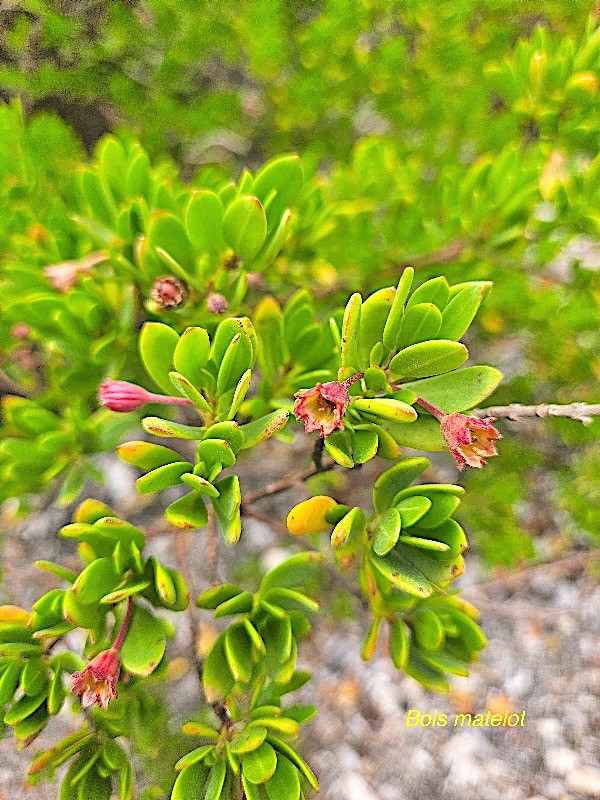 Pemphis acidula Bois matelot Lythraceae Indigène La Réunion 355.jpeg