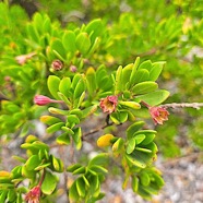 Pemphis acidula Bois matelot Lythraceae Indigène La Réunion 355.jpeg