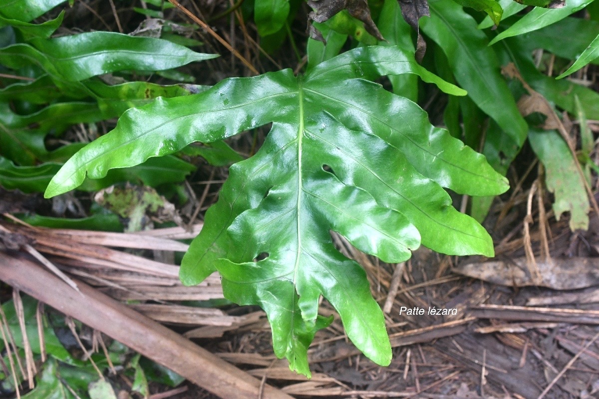 Phymatosorus scolopendria Patte le?zard Po lypodiaceae Indigène La Réunion 2140.jpeg