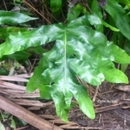 Phymatosorus scolopendria Patte le?zard Po lypodiaceae Indigène La Réunion 2140.jpeg