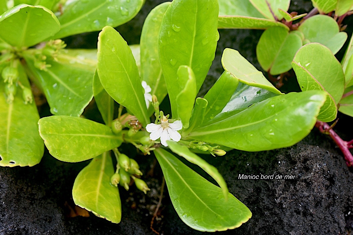 Scaevola taccada Manioc bord de mer Good eniaceae Indigène La Réunion 2058.jpeg