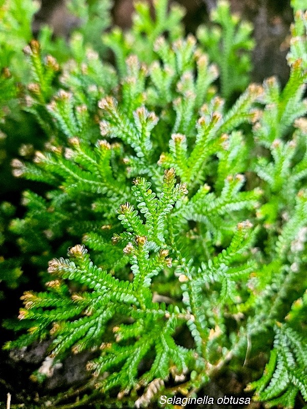 Selaginella obtusa Selaginellaceae En démique La Réunion, Maurice 851.jpeg