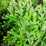 Selaginella obtusa Selaginellaceae En démique La Réunion, Maurice 851.jpeg