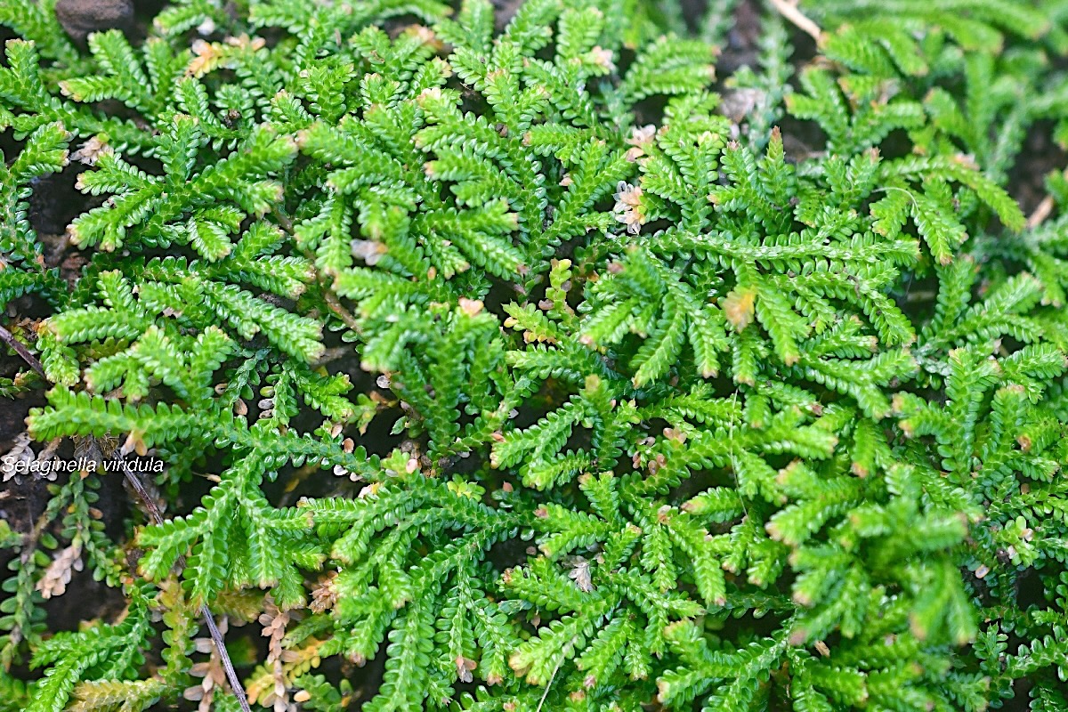 Selaginella viridula Selaginellaceae En démique La Réunion, Maurice 2107.jpeg