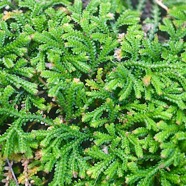 Selaginella viridula Selaginellaceae En démique La Réunion, Maurice 2107.jpeg