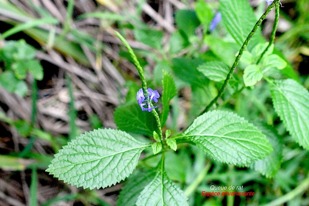 Stachytarpheta urticifolia Queue de rat Verbenaceae E E 2146.jpeg