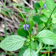 Stachytarpheta urticifolia Queue de rat Verbenaceae E E 2146.jpeg