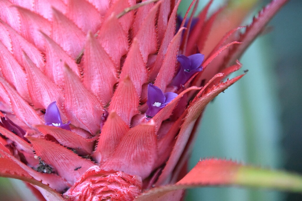 Ananas_bracteatus-Inflorescence_ananas_du_diable-BROMELIACEAE-Stenonaturalise-MB3_7542.jpg