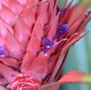 Ananas_bracteatus-Inflorescence_ananas_du_diable-BROMELIACEAE-Stenonaturalise-MB3_7542.jpg