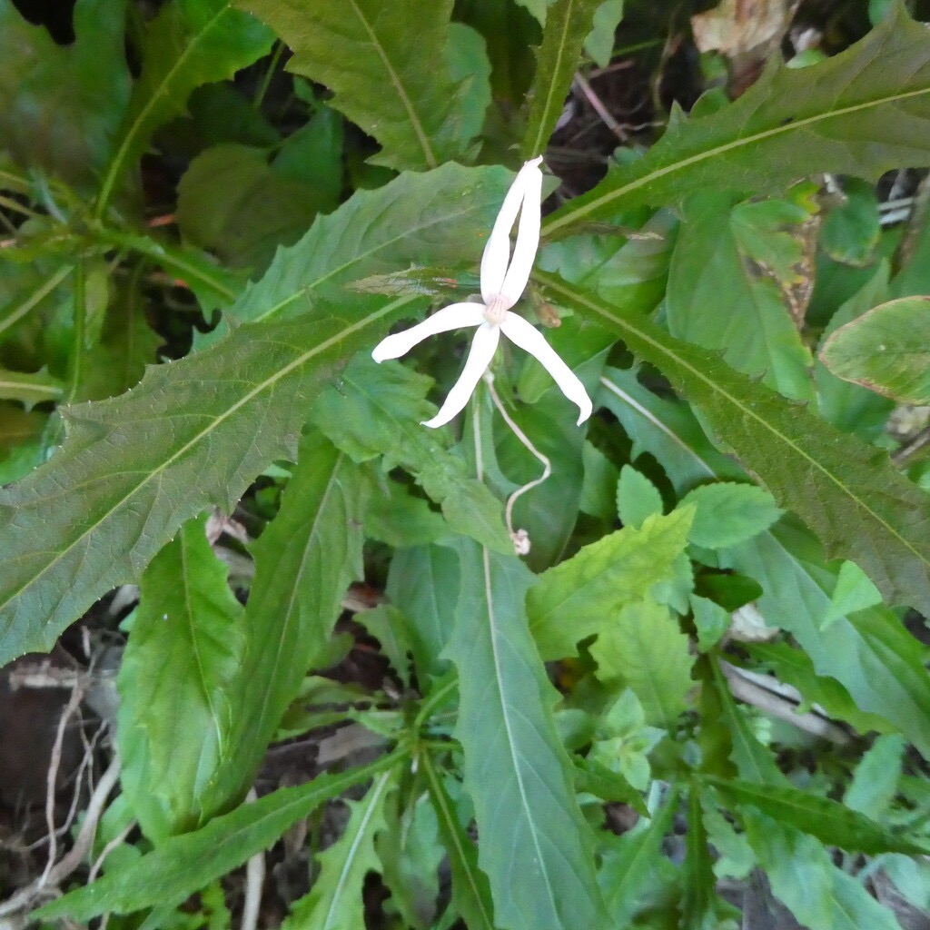 Hippobroma_longiflora-Etoile_de_Bethleem-CAMPANULACEAE-Exotique-P1090102.jpg