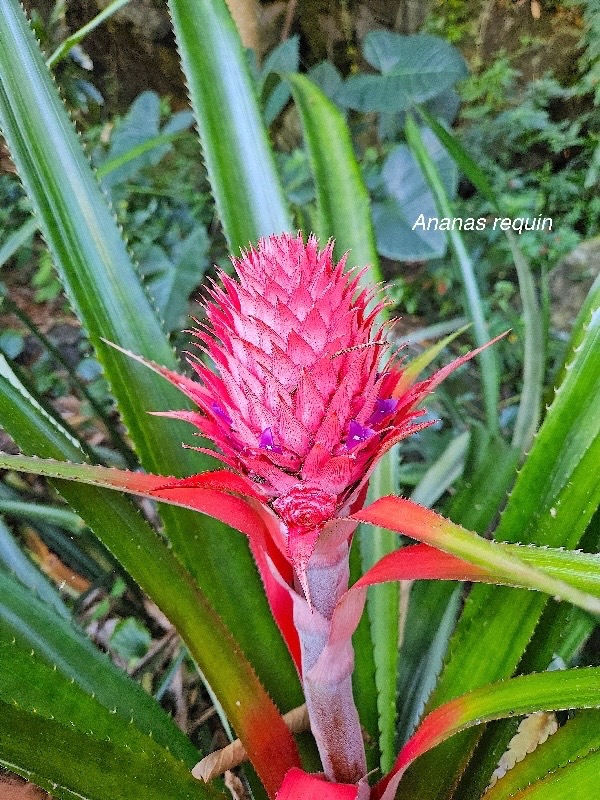 Ananas bracteatus  Ananas requin Bromeliaceae Sténonaturalisé 32.jpeg