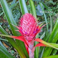 Ananas bracteatus  Ananas requin Bromeliaceae Sténonaturalisé 32.jpeg