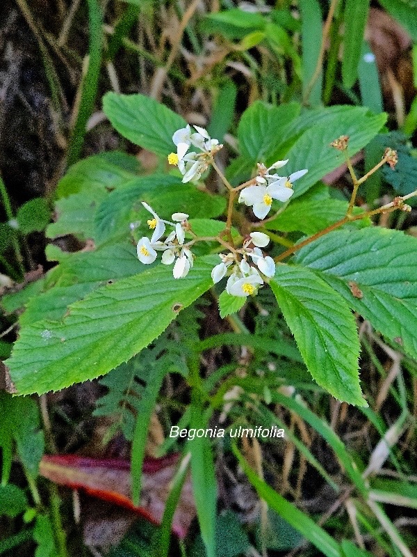 Begonia ulmifolia Begoniaceae Sténonaturalisé E en milieu perturbé 18.jpeg