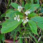 Begonia ulmifolia Begoniaceae Sténonaturalisé E en milieu perturbé 18.jpeg