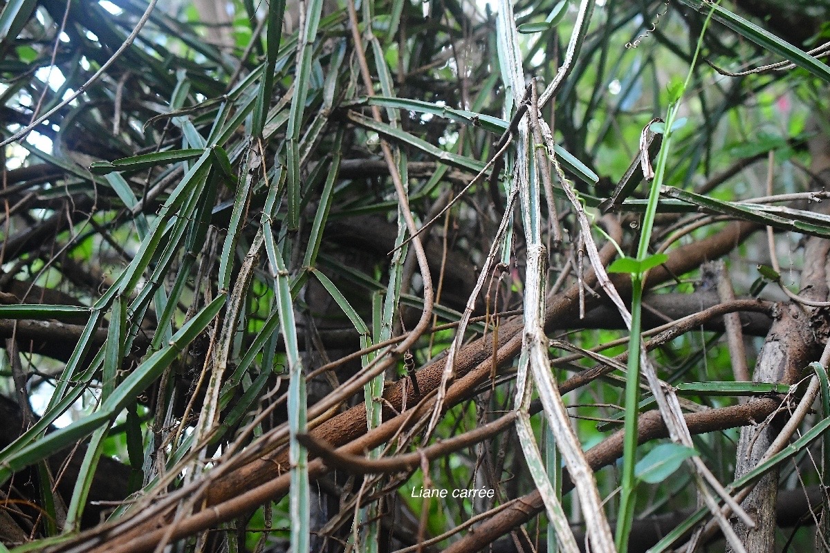 Cissus quadrangularis Liane carrée Vitaceae Indigène La Réunion 3095.jpeg