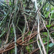 Cissus quadrangularis Liane carrée Vitaceae Indigène La Réunion 3095.jpeg