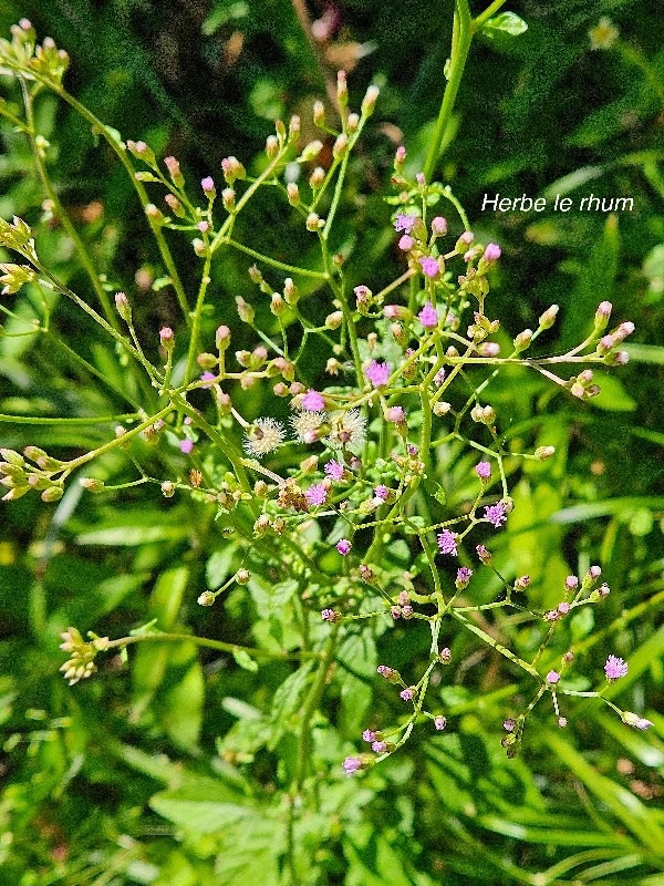 Cyanthillium cinereum Herbe le rhum Asteraceae Cryptogène 43.jpeg