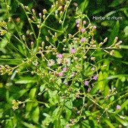 Cyanthillium cinereum Herbe le rhum Asteraceae Cryptogène 43.jpeg