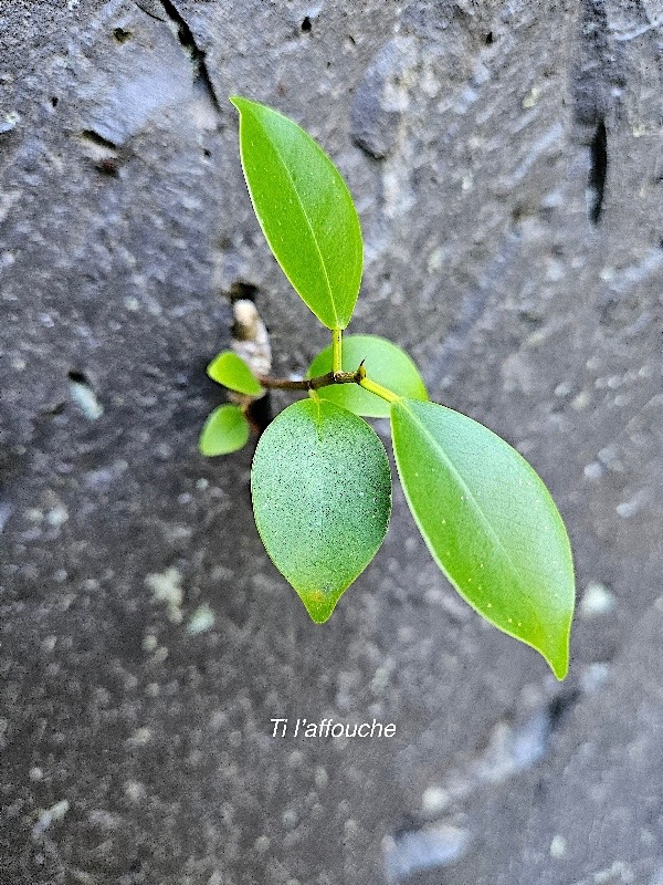 Ficus reflexa Ti l'affouche Moraceae Indigène La Réunion 22.jpeg