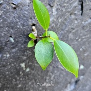 Ficus reflexa Ti l'affouche Moraceae Indigène La Réunion 22.jpeg