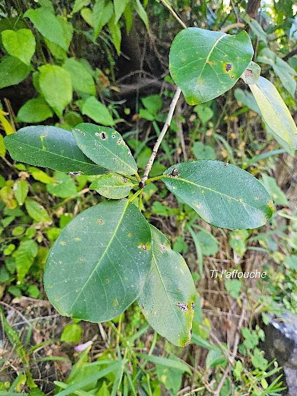 Ficus reflexa Ti l'affouche Moraceae Indigène La Réunion 29.jpeg