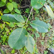 Ficus reflexa Ti l'affouche Moraceae Indigène La Réunion 29.jpeg