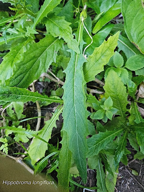 Hippobroma longiflora Campanulaceae  Amphinaturalisé E en milieu perturbé 26.jpeg