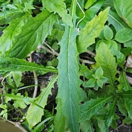 Hippobroma longiflora Campanulaceae  Amphinaturalisé E en milieu perturbé 26.jpeg