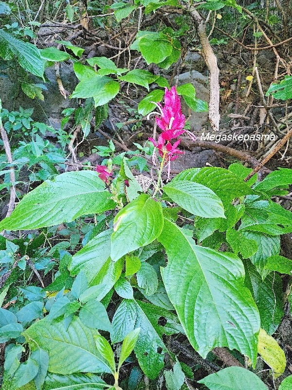 Megaskepasma erythroclamys Lindau Acanthaceae Amérique du Sud, Caroline du Sud.jpeg