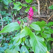 Megaskepasma erythroclamys Lindau Acanthaceae Amérique du Sud, Caroline du Sud.jpeg