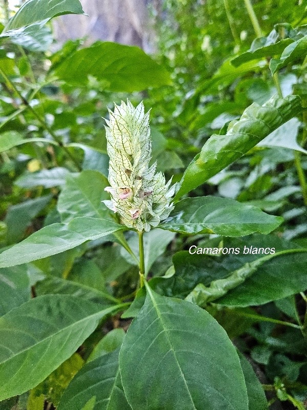 Nicoteba betonica Camarons blancs Acanthaceae Afrique de L'Ouest 46.jpeg