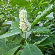 Nicoteba betonica Camarons blancs Acanthaceae Afrique de L'Ouest 46.jpeg