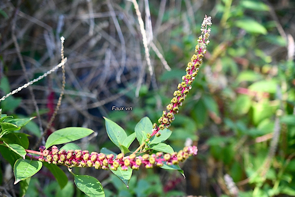 Phytolacca americana Faux vin Phytolaccaceae Amphinaturalisé E en milieu perturbé 3087.jpeg