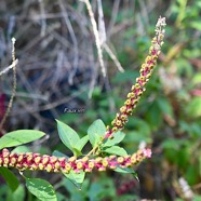 Phytolacca americana Faux vin Phytolaccaceae Amphinaturalisé E en milieu perturbé 3087.jpeg