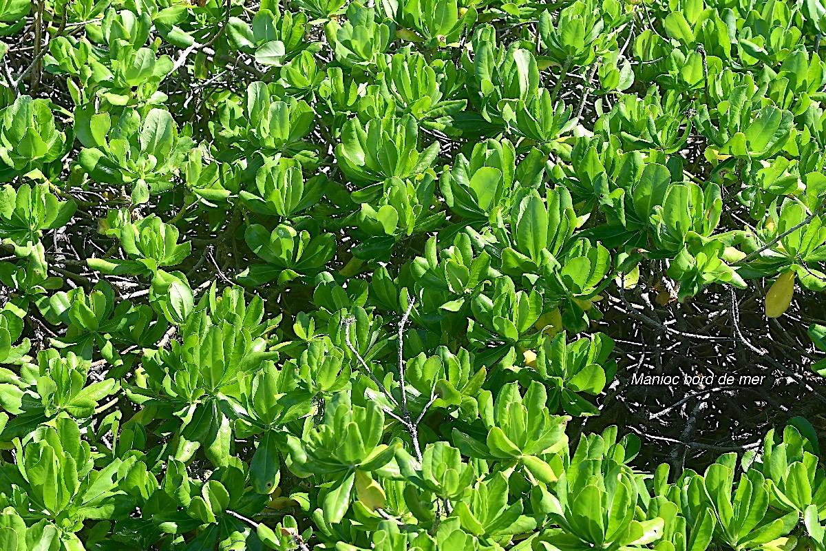 Scaevola taccada Manioc bord de mer Goodeniaceae Indigène La Réunion 3167.jpeg