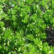 Scaevola taccada Manioc bord de mer Goodeniaceae Indigène La Réunion 3167.jpeg