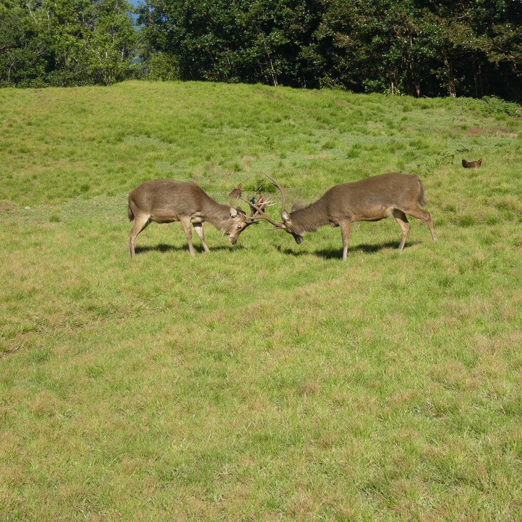 Cervus_timorensis-Cerf_de_Java-CERVIDAE-Indonesie(introduit_a_La_Reunion_dans_les_annees_1980)-P1090356.jpg