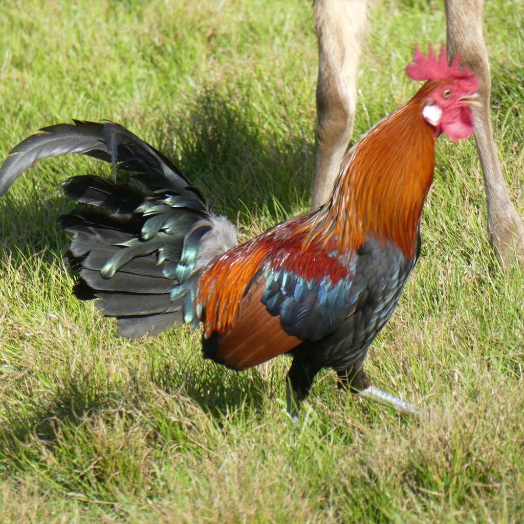 Gallus_gallus_bankiva-Coq_dore-PHASIANIDAE-Sud_est_asiatique-P1090347.jpg