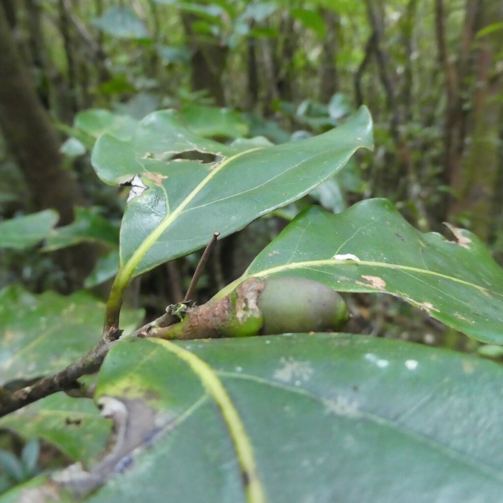 Ocotea_obtusata-Cannelle_marron-LAURACEAE-Endemique_Reunion_Maurice-P1090321.jpg