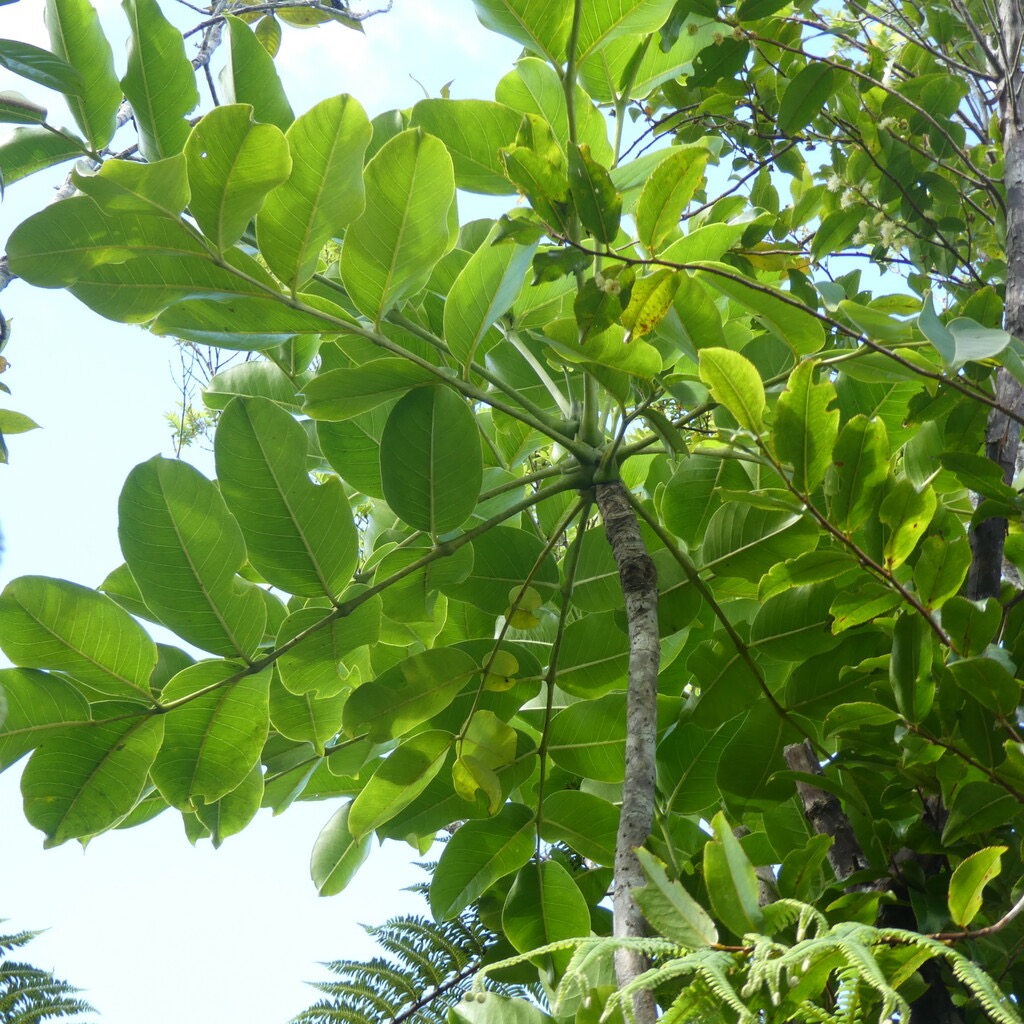 Polyscias_repanda-Bois_de_Papaye-ARALIACEAE-Endemique_Reunion-P1090335.jpg