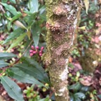 1. Syzygium cymosum - Bois de pomme rouge - Myrtacée - B.jpeg