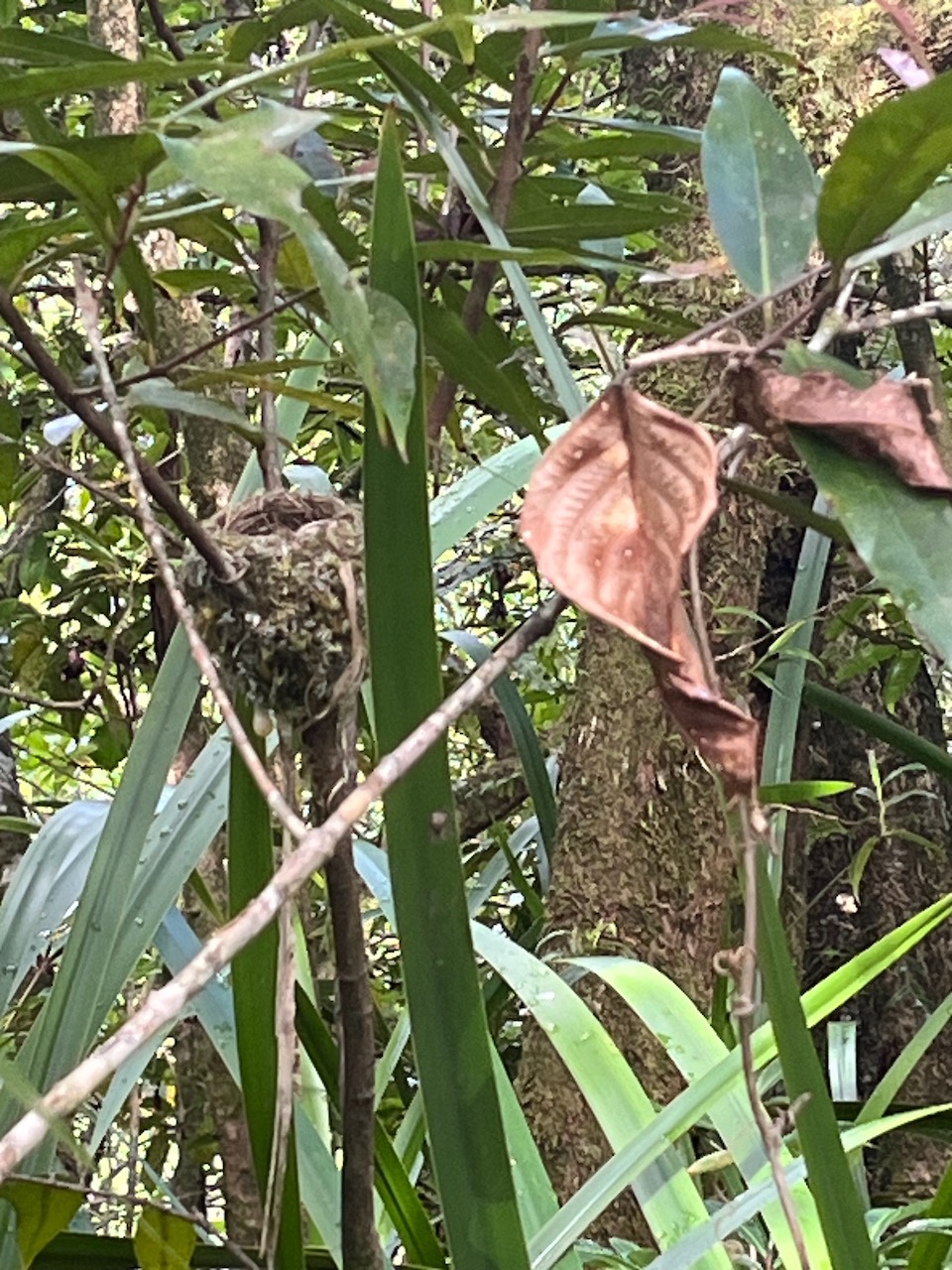 5. Nid deTerpsiphonebourbonnensis-Oiseau la Vierge - MONARCHIDAE-Endemique Reunion.jpeg