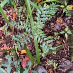 6. Grangeria borbonica - Bois de punaise ; Bois de balai ; Bois de buis marron - Chrysobalanaceae -Mascar. (B, M)..jpeg