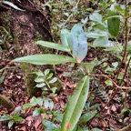 8. Syzygium cordemoyi - Bois de pomme à grandes feuilles - Myrtacée - B.jpeg