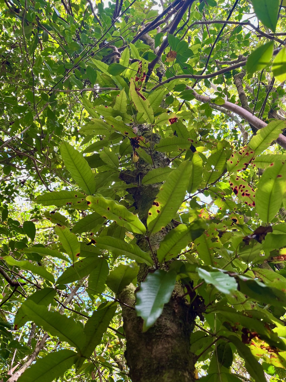 9. On distingue une fleur sur le tronc - Syzygium ???  cordemoyi - Bois de pomme à grandes feuilles - Myrtacée - B.jpeg