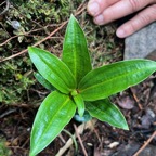 10. Plante mystère du jour.jpeg