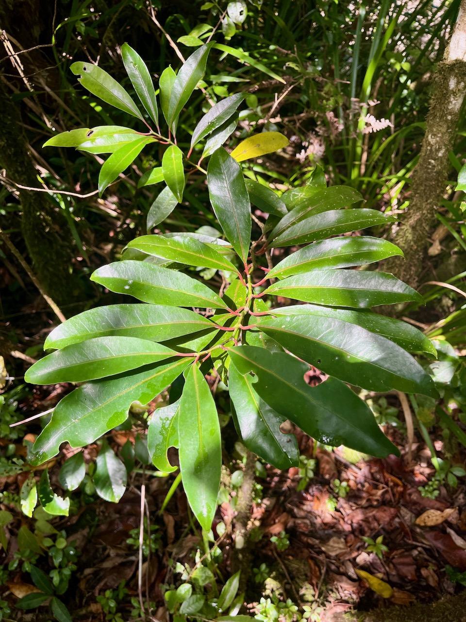 12. Tambourissa elliptica - Bois de bombarde; Bois de tambour -  Monimiaceae.jpeg