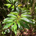 12. Tambourissa elliptica - Bois de bombarde; Bois de tambour -  Monimiaceae.jpeg