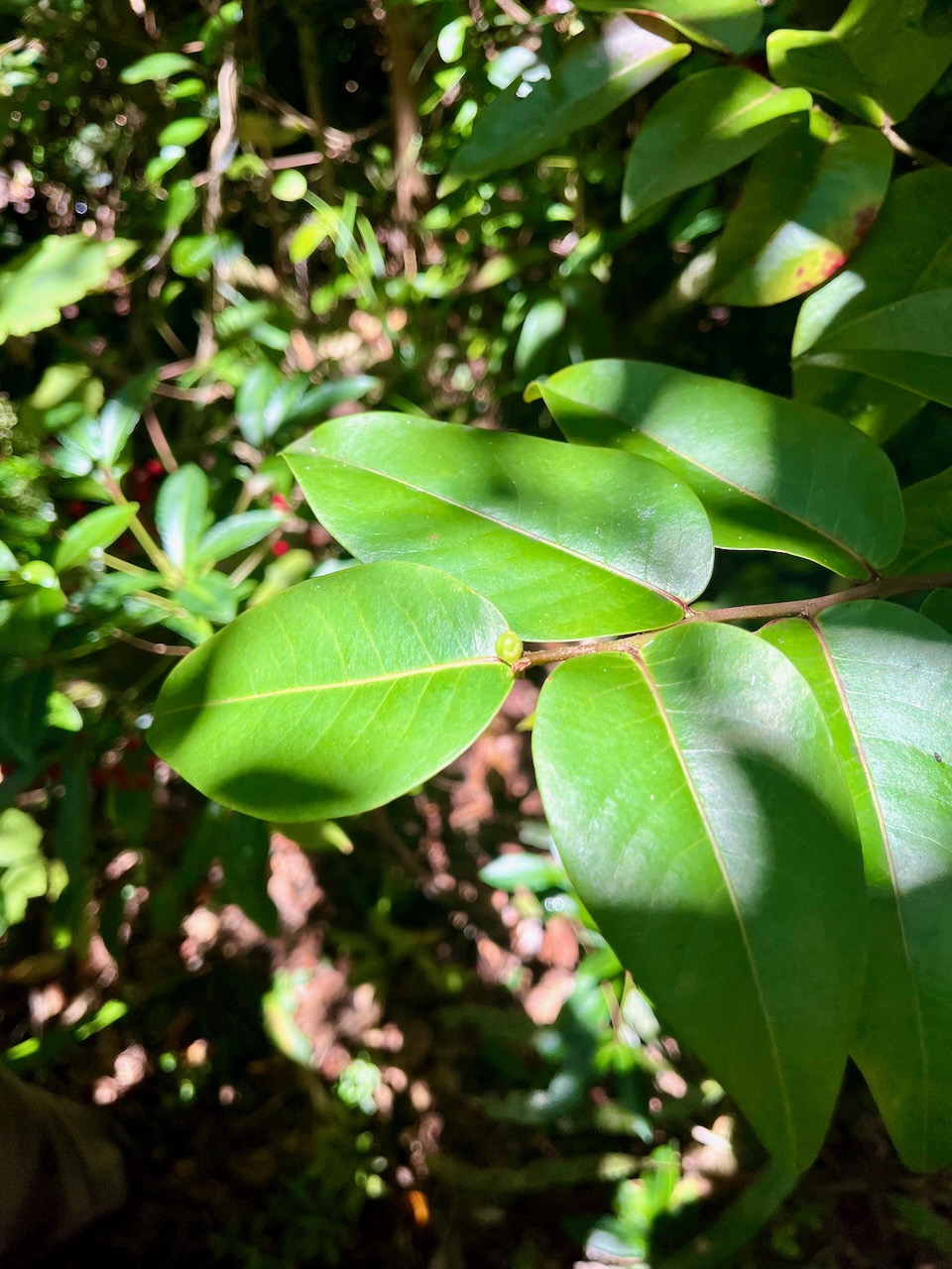 13. Énorme feuille de Phyllanthus phillyreifolius Poir. - Bois de négresse - Phyllanthaceae - Endémique Réunion et Maurice.jpeg