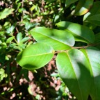 13. Énorme feuille de Phyllanthus phillyreifolius Poir. - Bois de négresse - Phyllanthaceae - Endémique Réunion et Maurice.jpeg